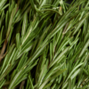 Green vegetable